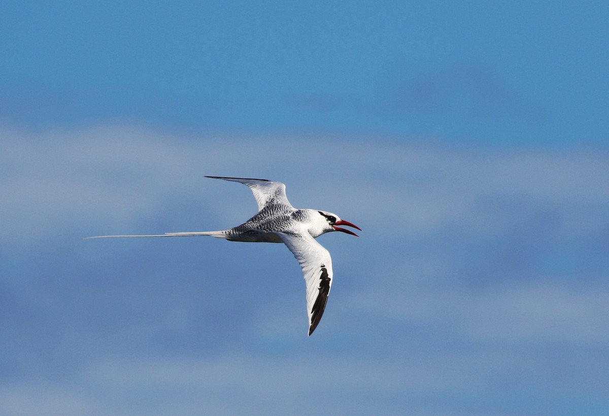 Red-billed Tropicbird - Richard Greenhalgh