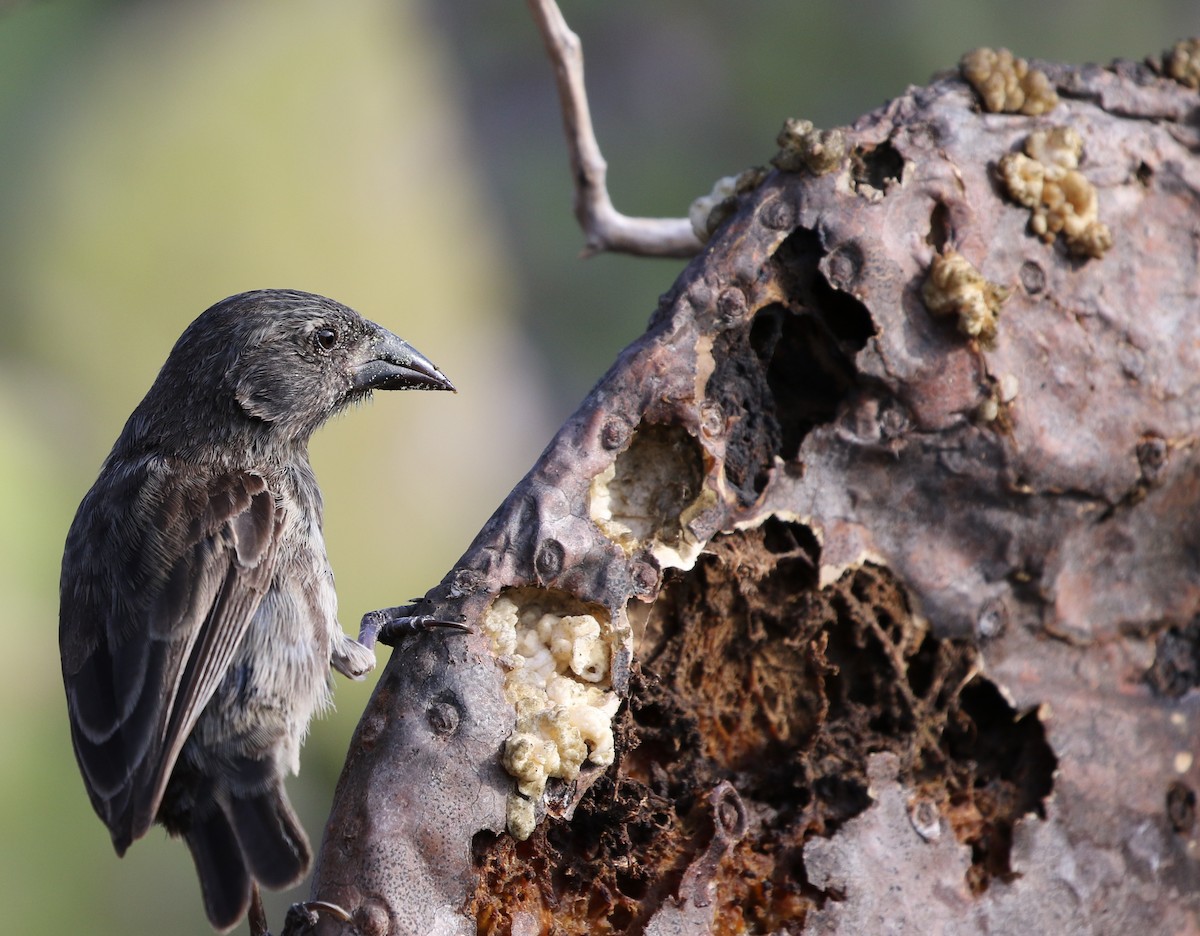 Common Cactus-Finch - ML205618421