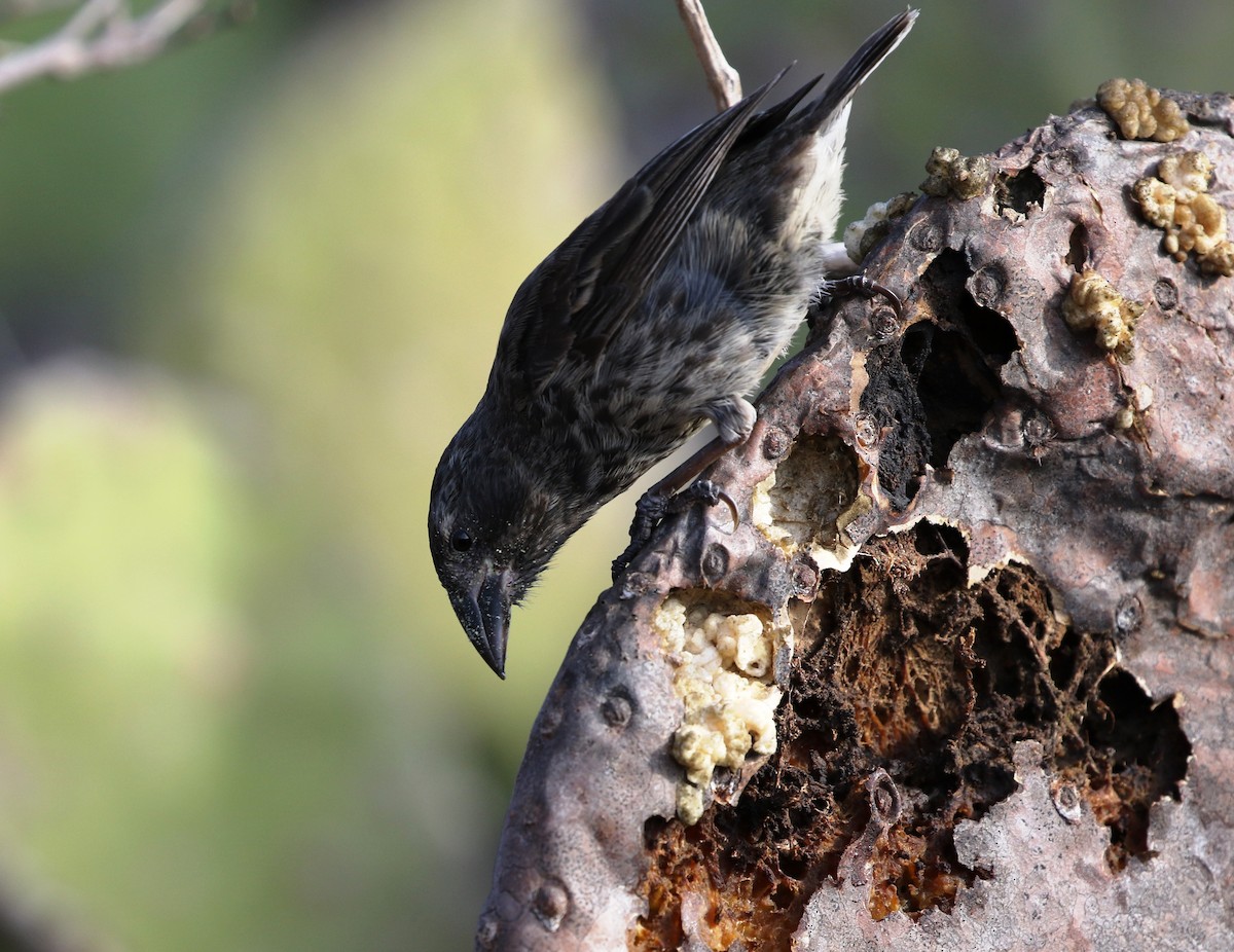 Common Cactus-Finch - ML205618431