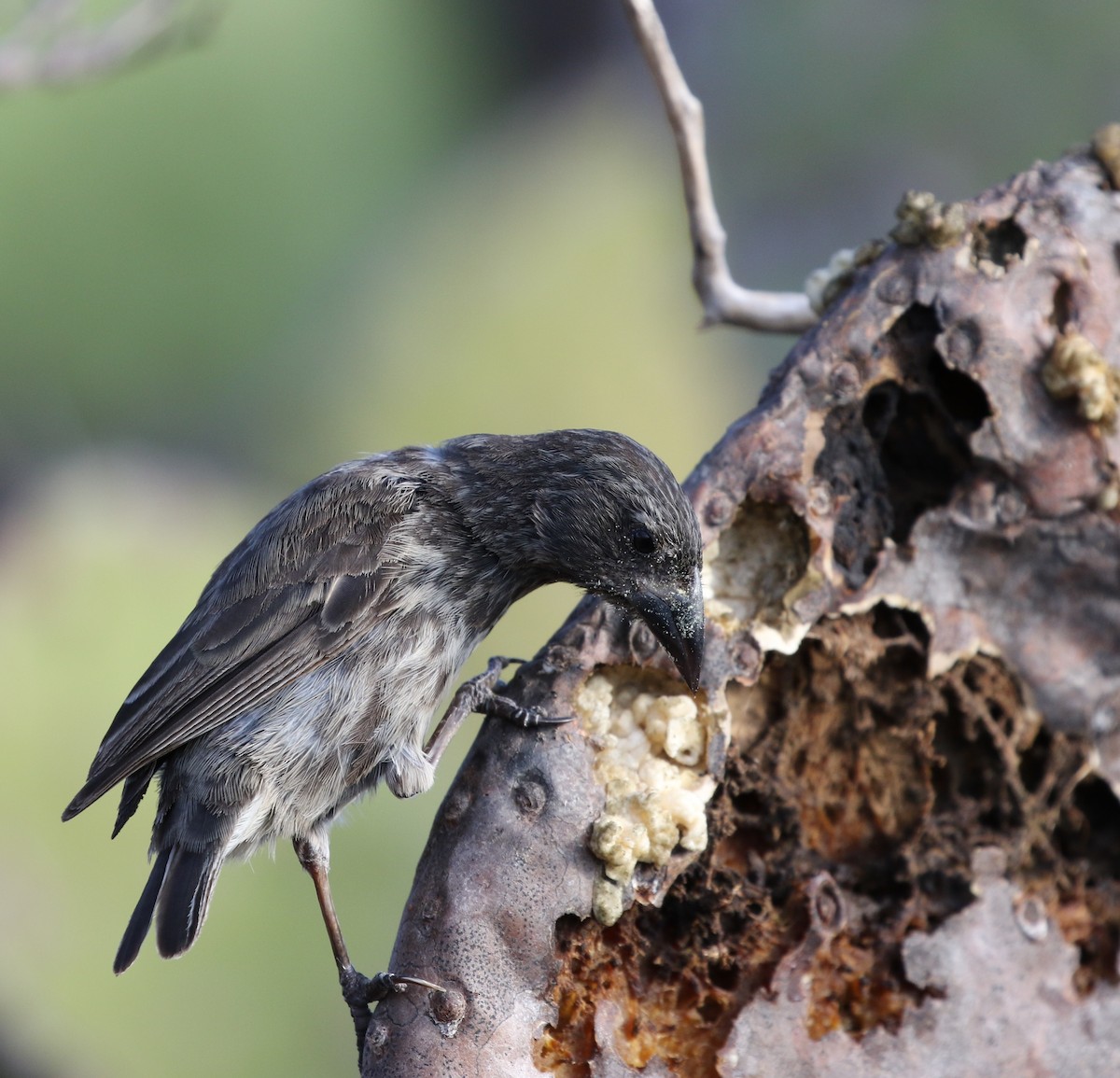 Common Cactus-Finch - ML205618441