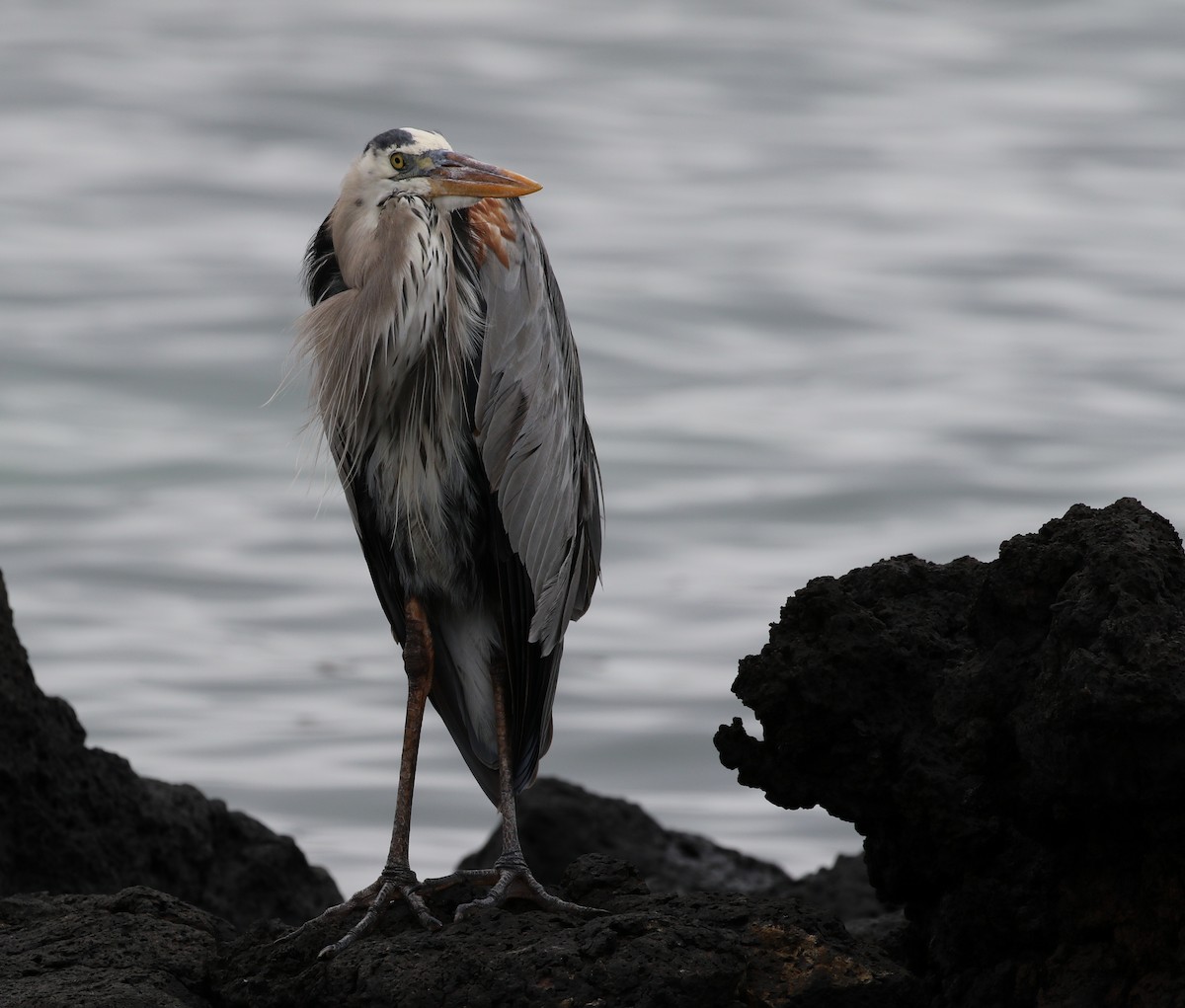 Great Blue Heron (Great Blue) - ML205618491