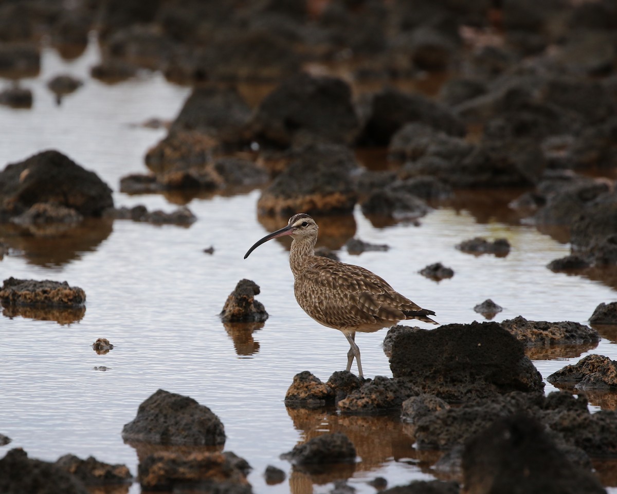 Whimbrel (Hudsonian) - ML205618591