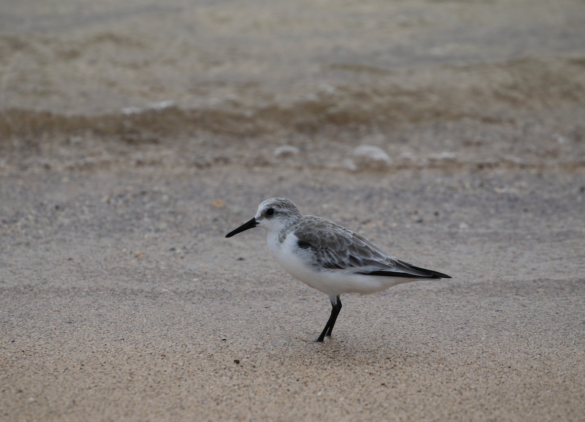 Bécasseau sanderling - ML205618641