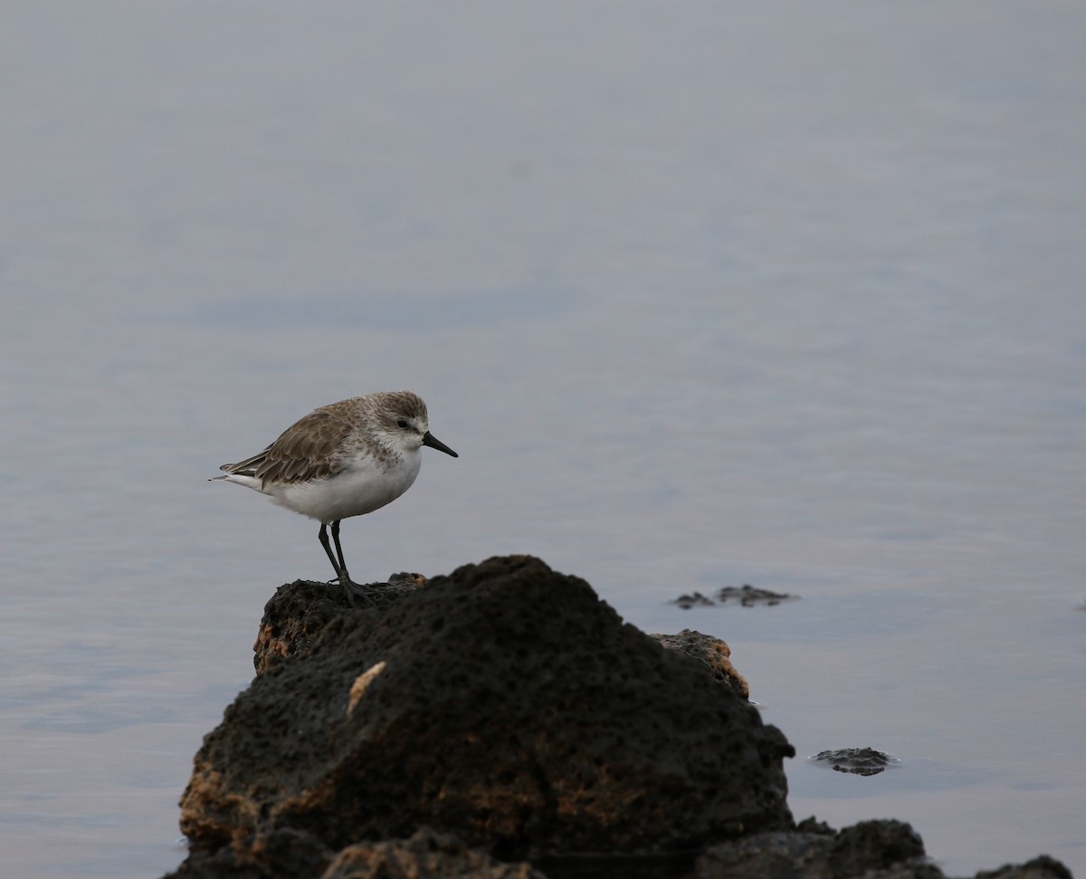 Semipalmated Sandpiper - ML205618691