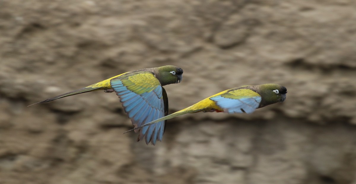 Burrowing Parakeet (Burrowing) - ML205619051