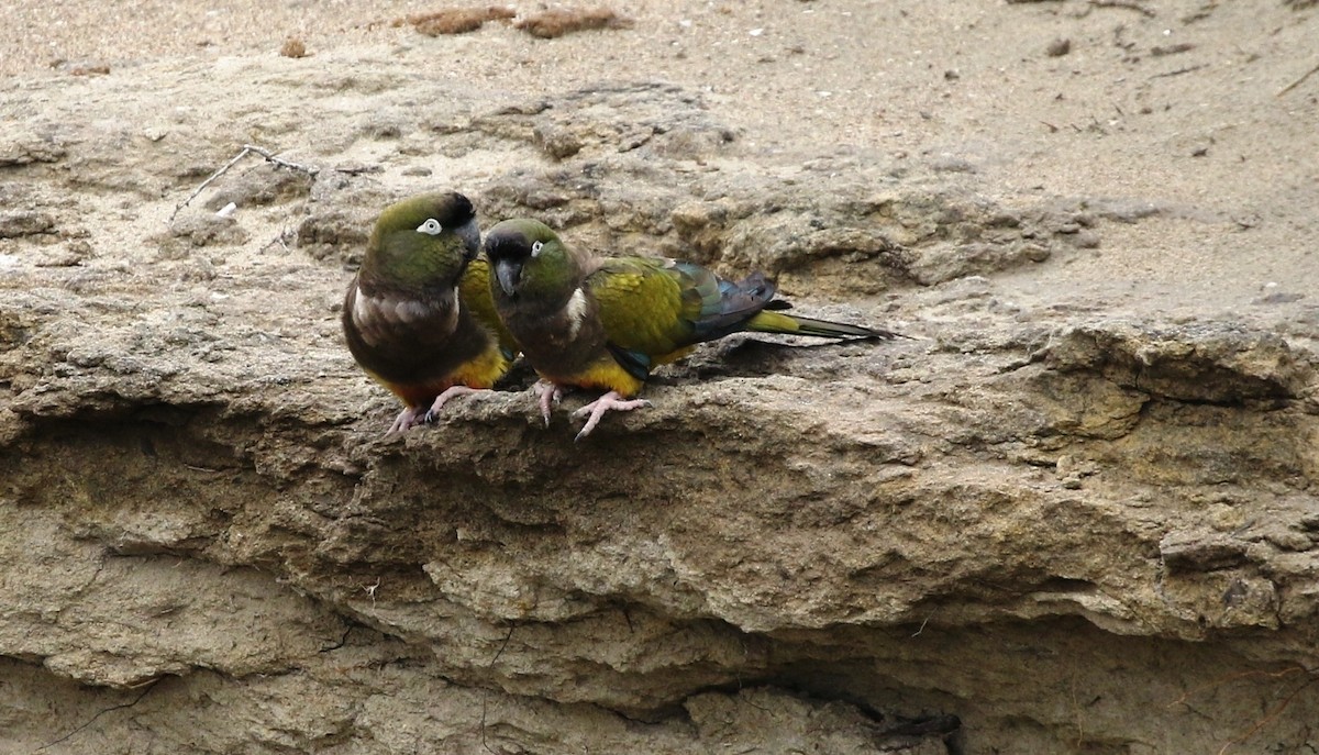 arara patagonský (ssp. patagonus/conlara) - ML205619061