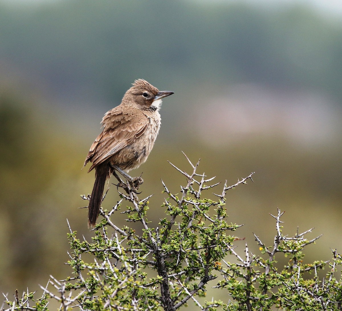 White-throated Cacholote - Richard Greenhalgh