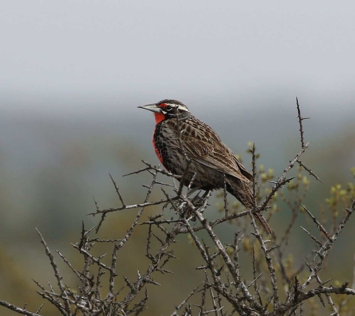 Long-tailed Meadowlark - ML205619081