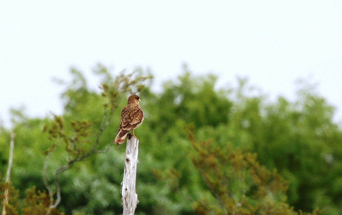 Chimango Caracara - ML205619091