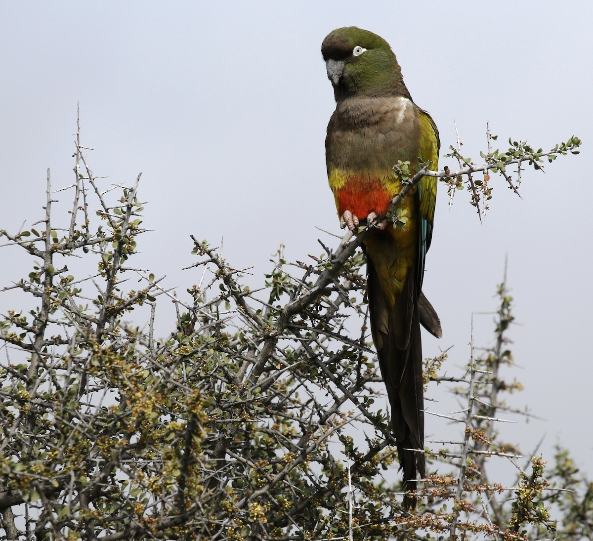 Loro Barranquero (patagonus/conlara) - ML205619121