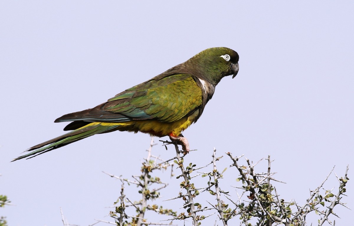 Conure de Patagonie (patagonus/conlara) - ML205619131