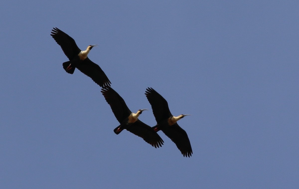 Black-faced Ibis - ML205619141