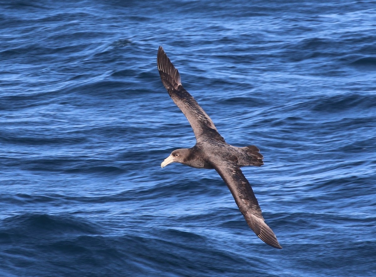 Southern Giant-Petrel - ML205619181