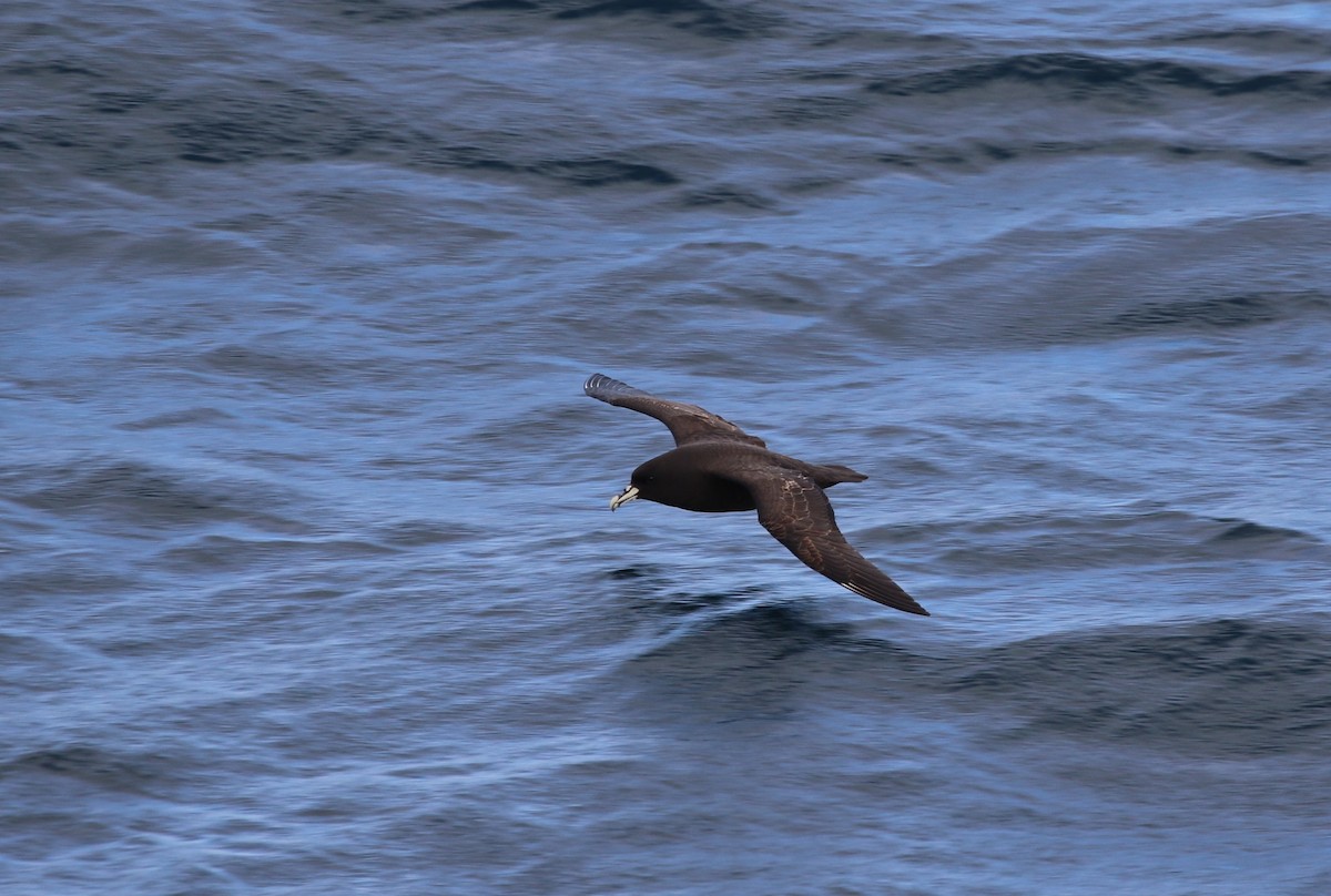 White-chinned Petrel - ML205619231