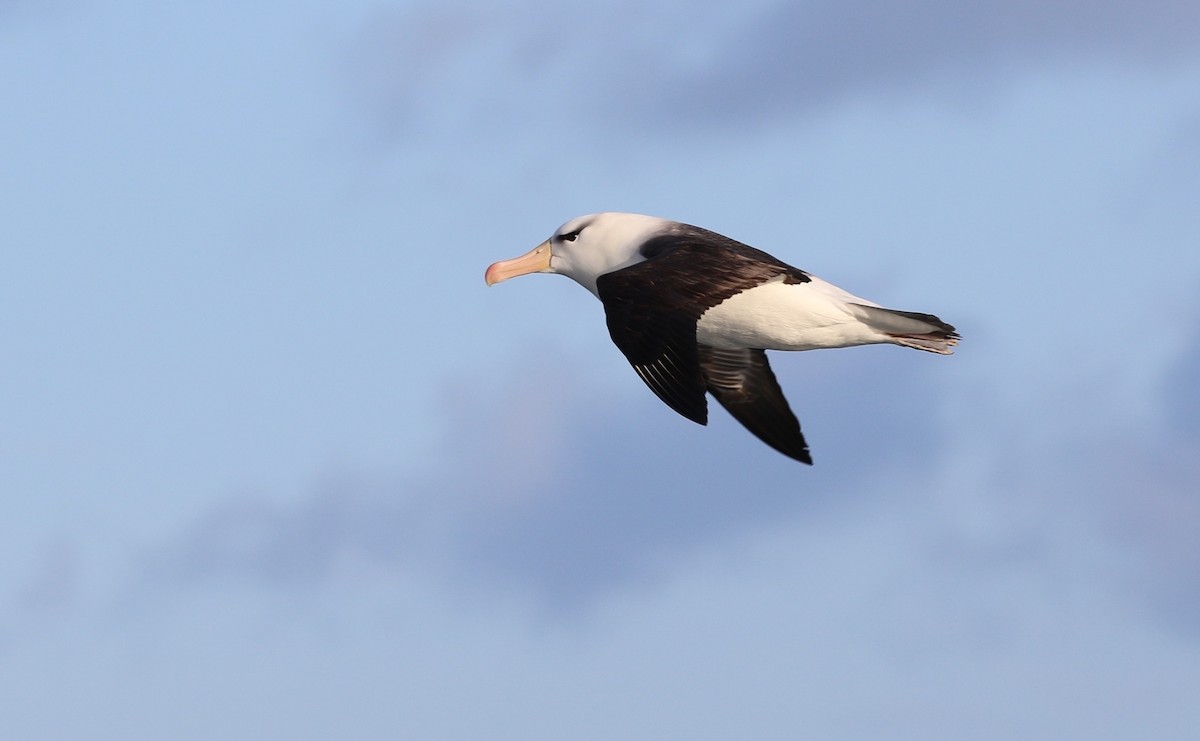 Schwarzbrauenalbatros (melanophris) - ML205619311