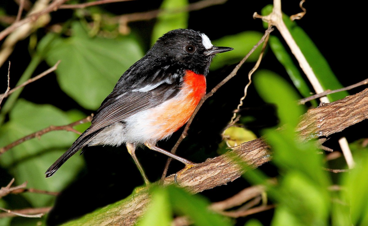 Norfolk Robin - ML205619391