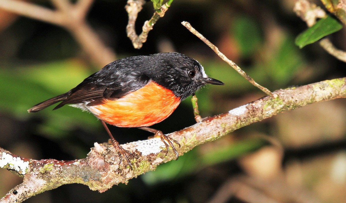 Norfolk Robin - ML205619401