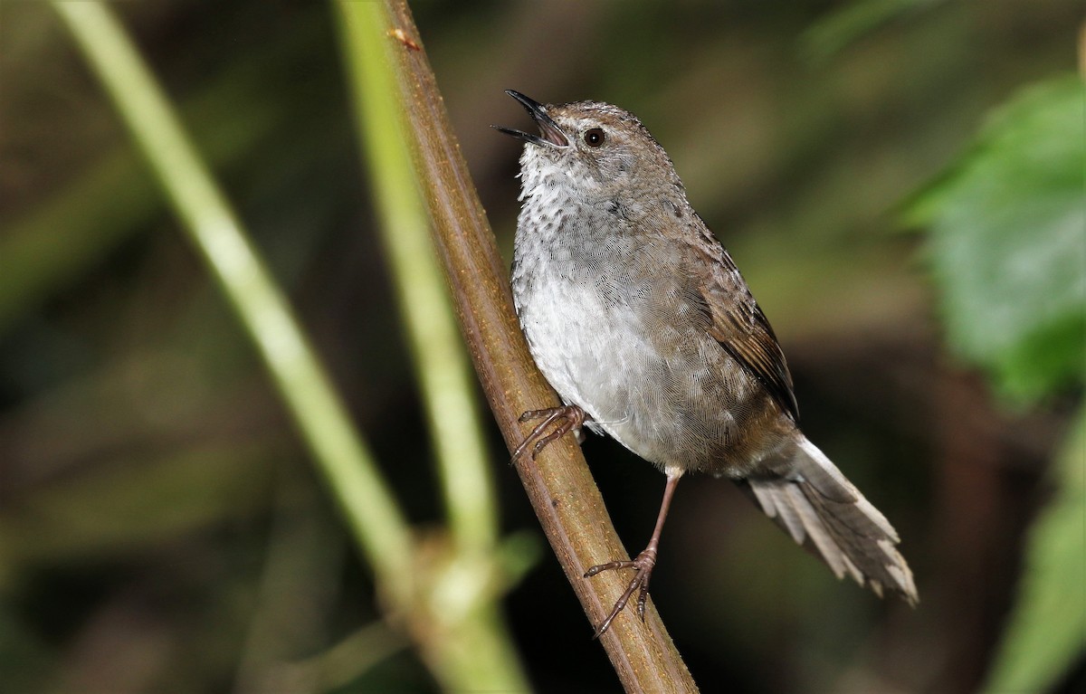 Javan Bush Warbler (Javan) - John O'Malley