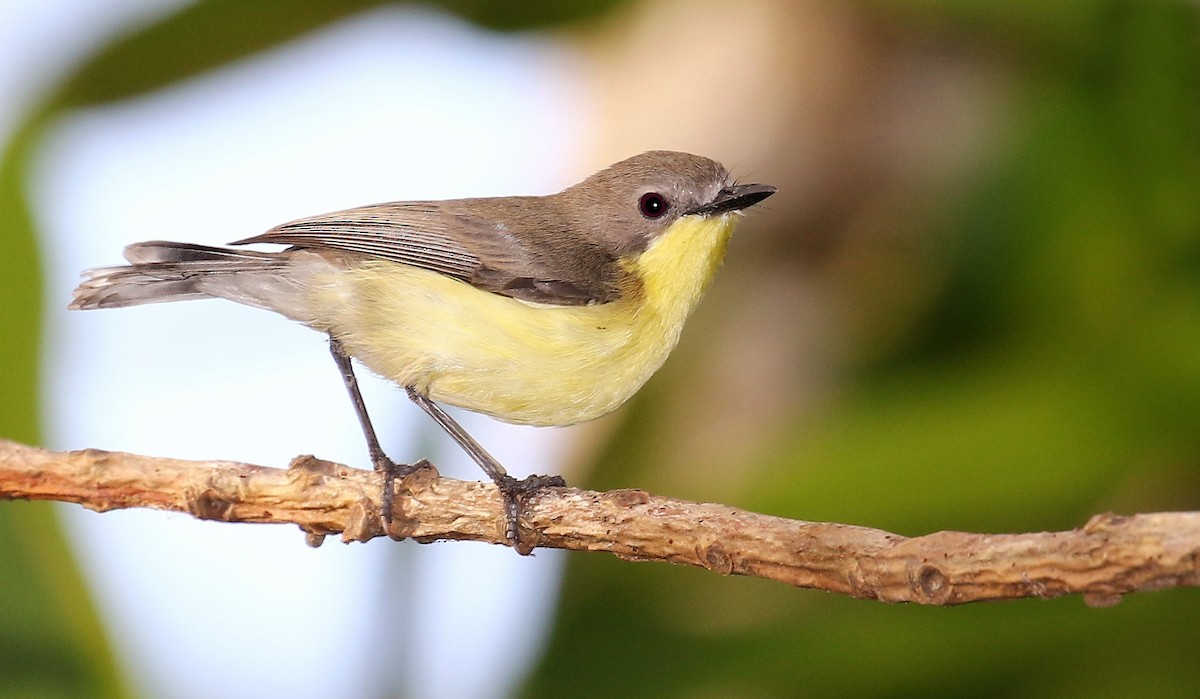 Golden-bellied Gerygone - ML205619441