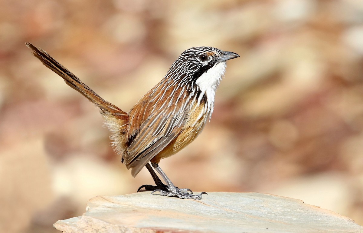Carpentarian Grasswren - John O'Malley