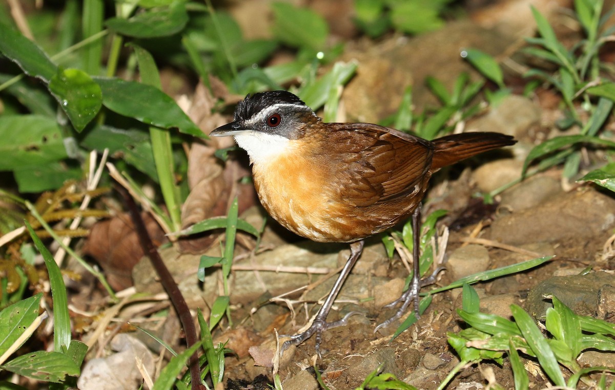 Bornean Black-capped Babbler - ML205619541