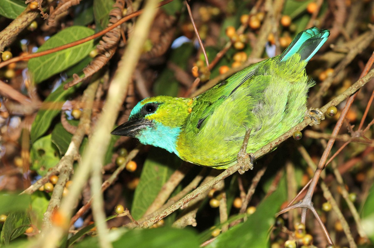 Golden-naped Barbet - ML205619601