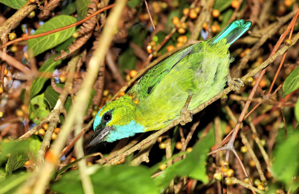 Golden-naped Barbet - ML205619611