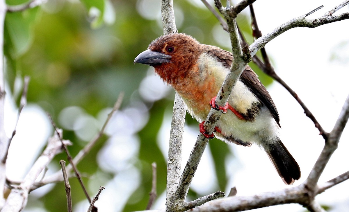 Brown Barbet - ML205619621