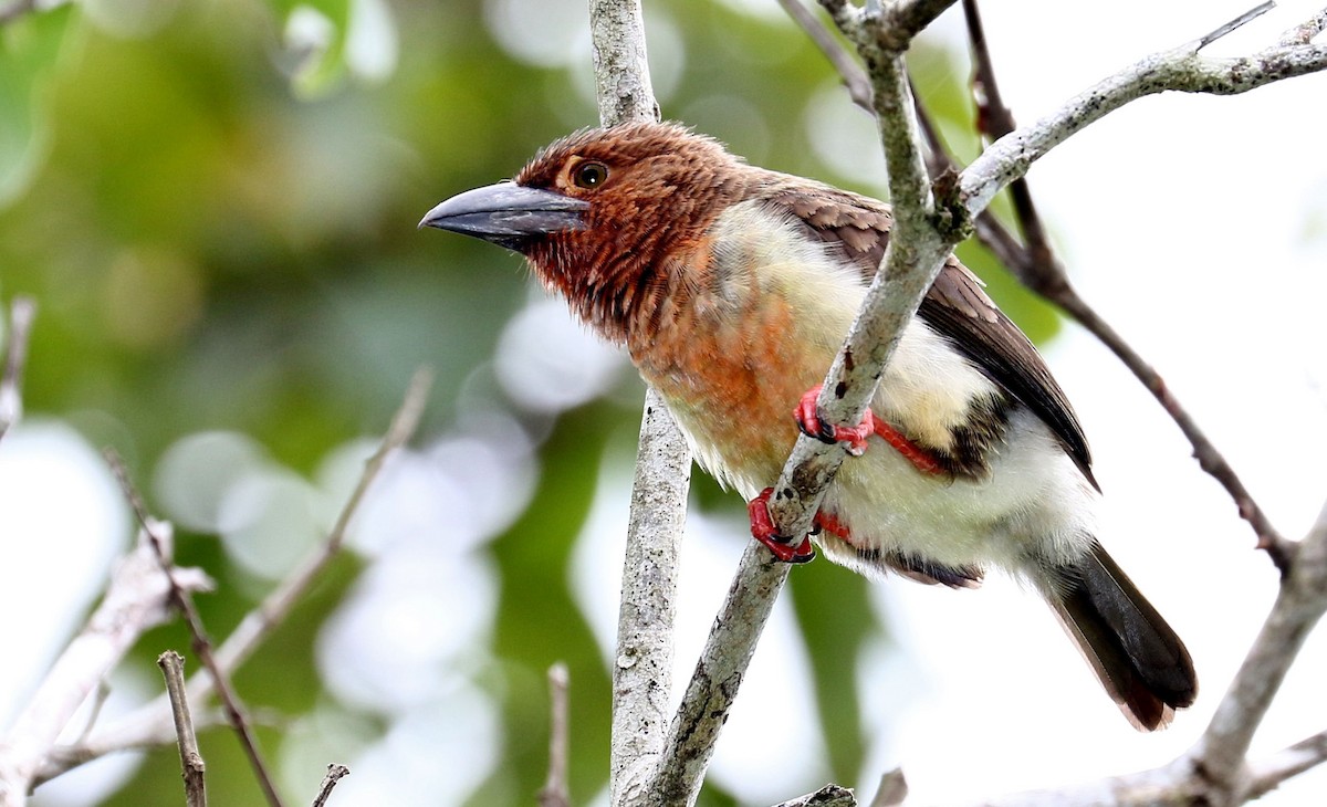 Brown Barbet - ML205619631