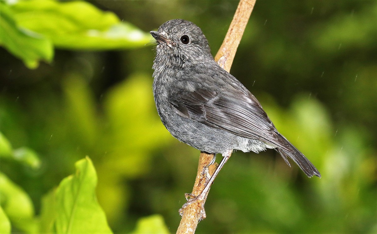 North Island Robin - ML205619821