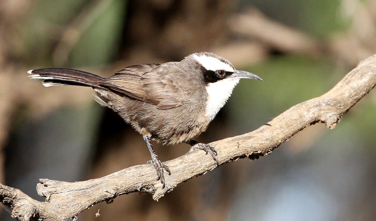 Hall's Babbler - ML205619871
