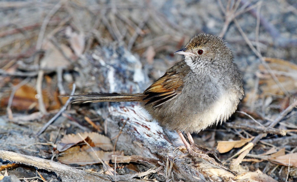 Eastern Bristlebird - John O'Malley