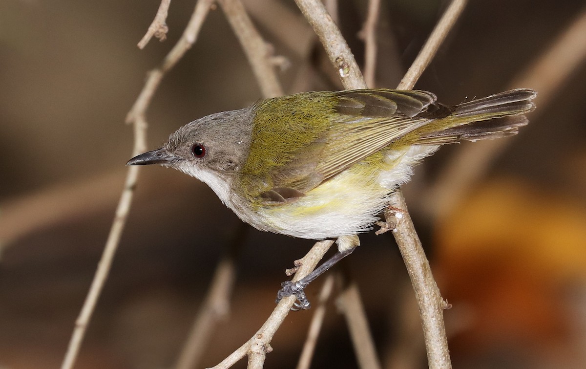 Green-backed Gerygone - ML205619931