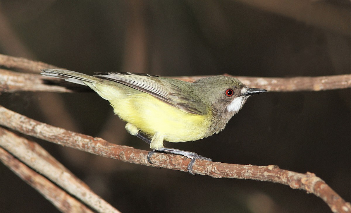 Fairy Gerygone (Black-throated) - ML205619961