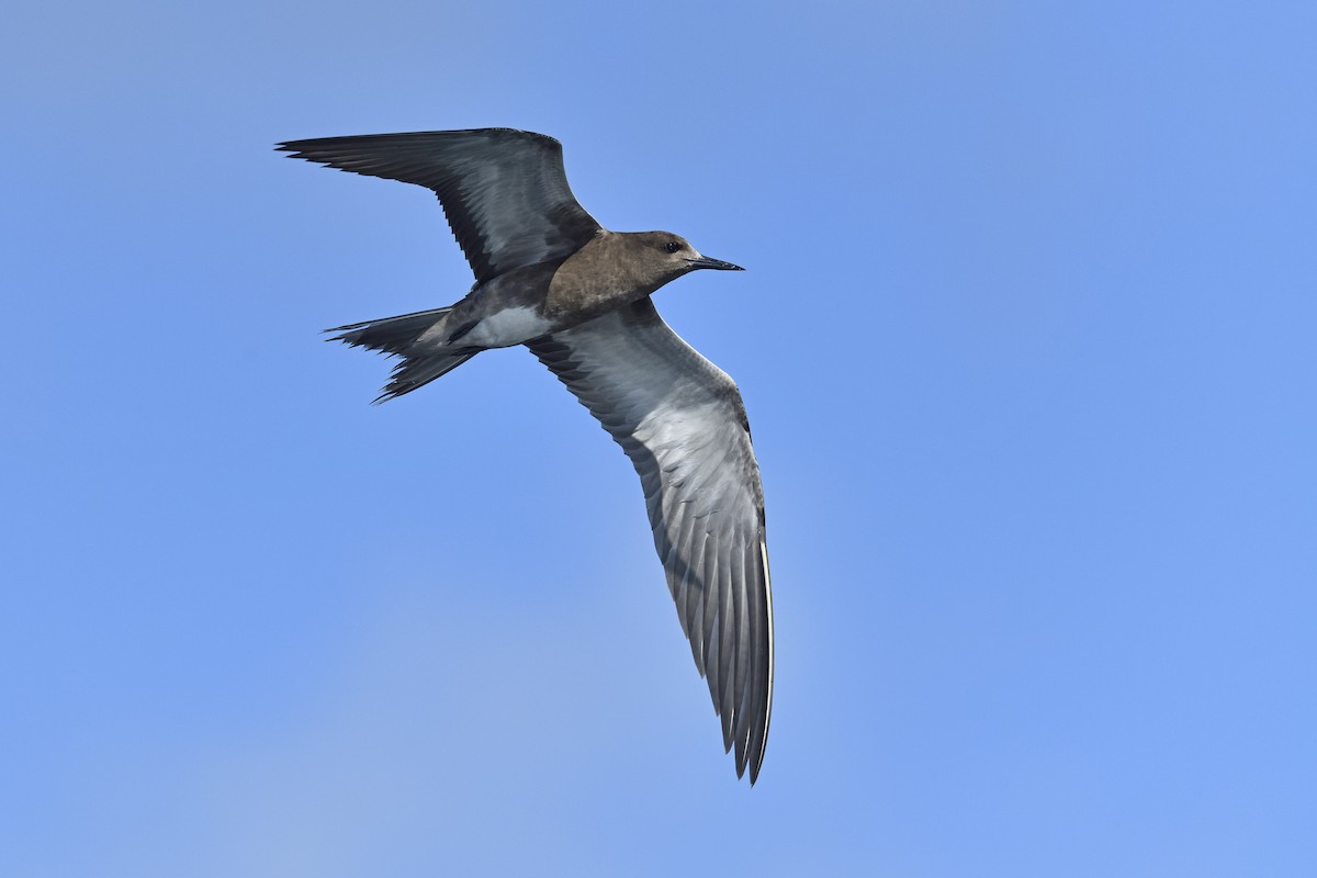 Sooty Tern - ML205620151