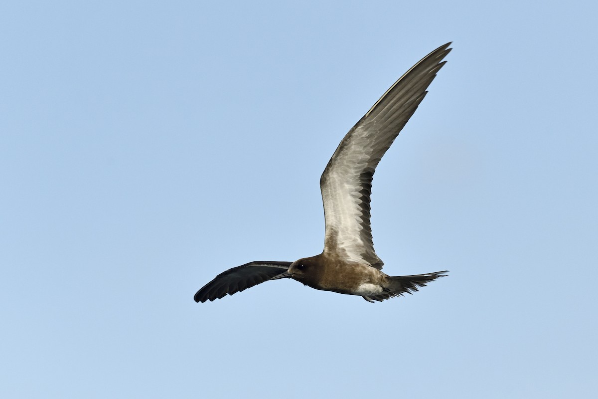 Sooty Tern - ML205620211