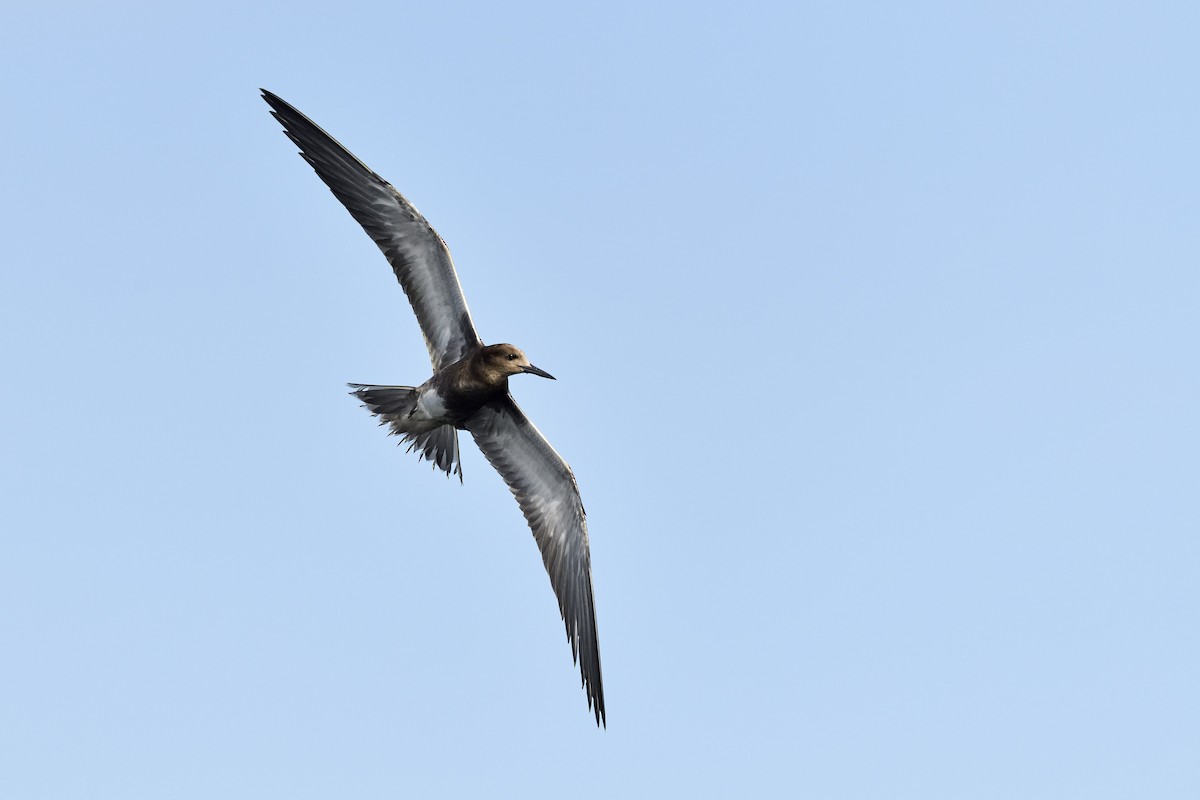 Sooty Tern - ML205620221