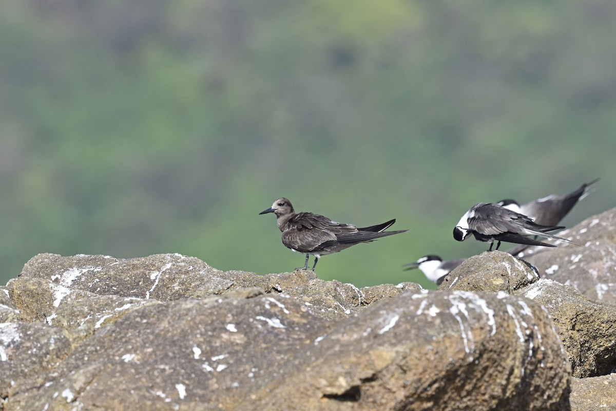 Sooty Tern - ML205620251