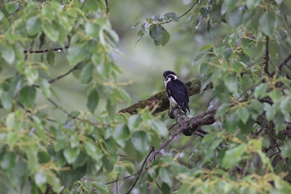 Pied Falconet - Chun Fai LO