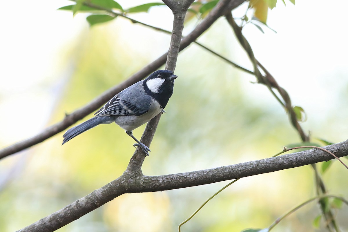 Asian Tit (commixtus) - Parus cinereus commixtus - 미디어 검색