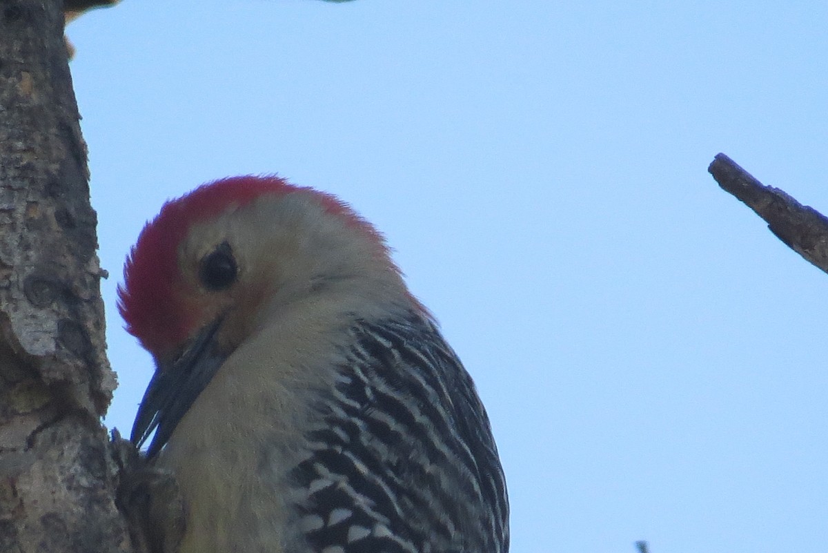Red-bellied Woodpecker - ML20562041