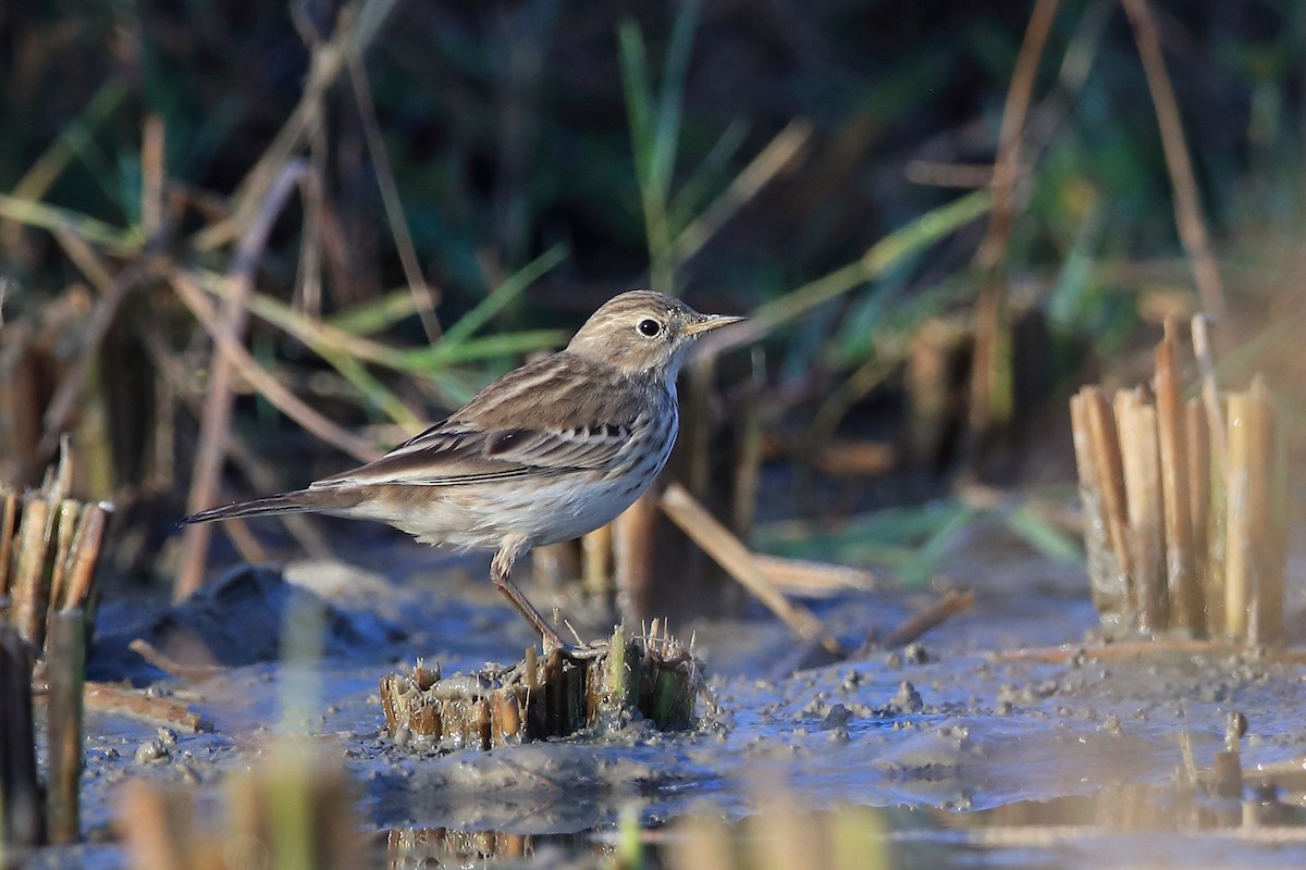 Water Pipit (Blakiston's) - ML205620421