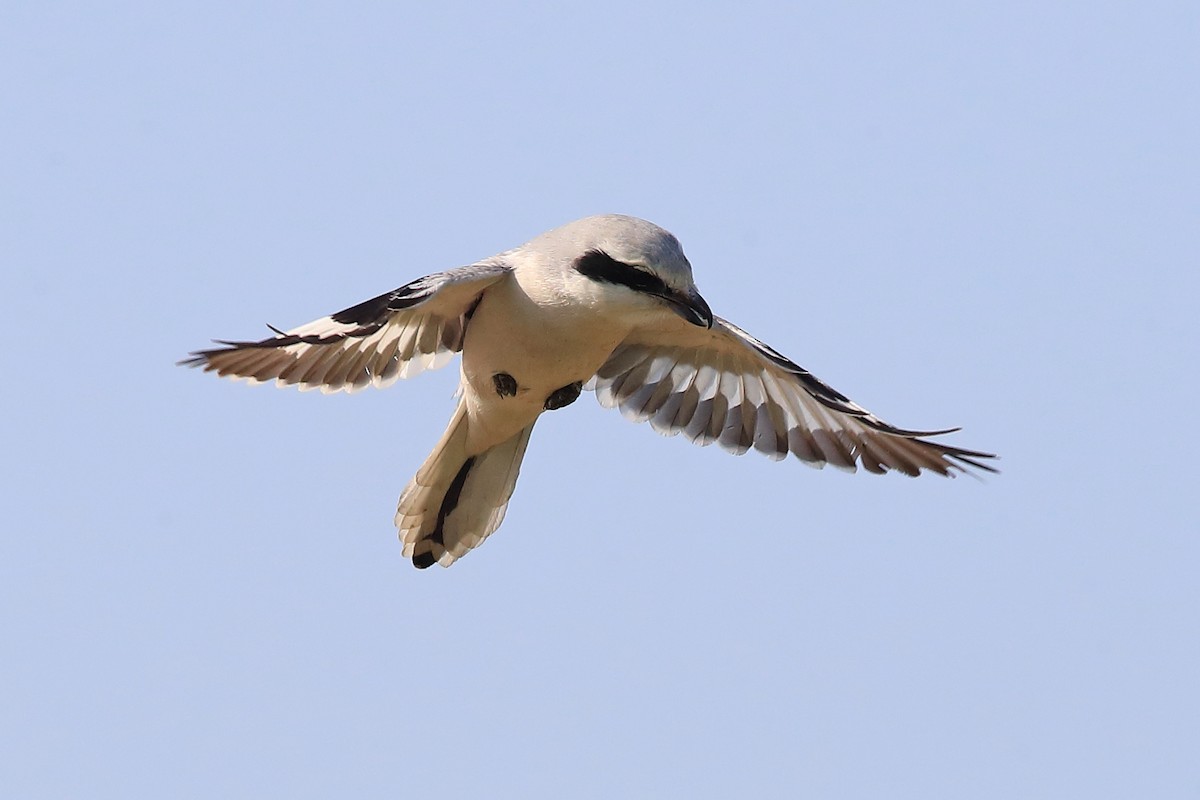 Chinese Gray Shrike - ML205620481