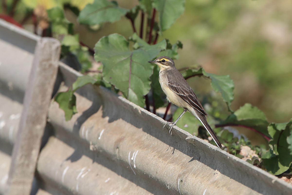 Eastern Yellow Wagtail (Green-headed) - ML205620531