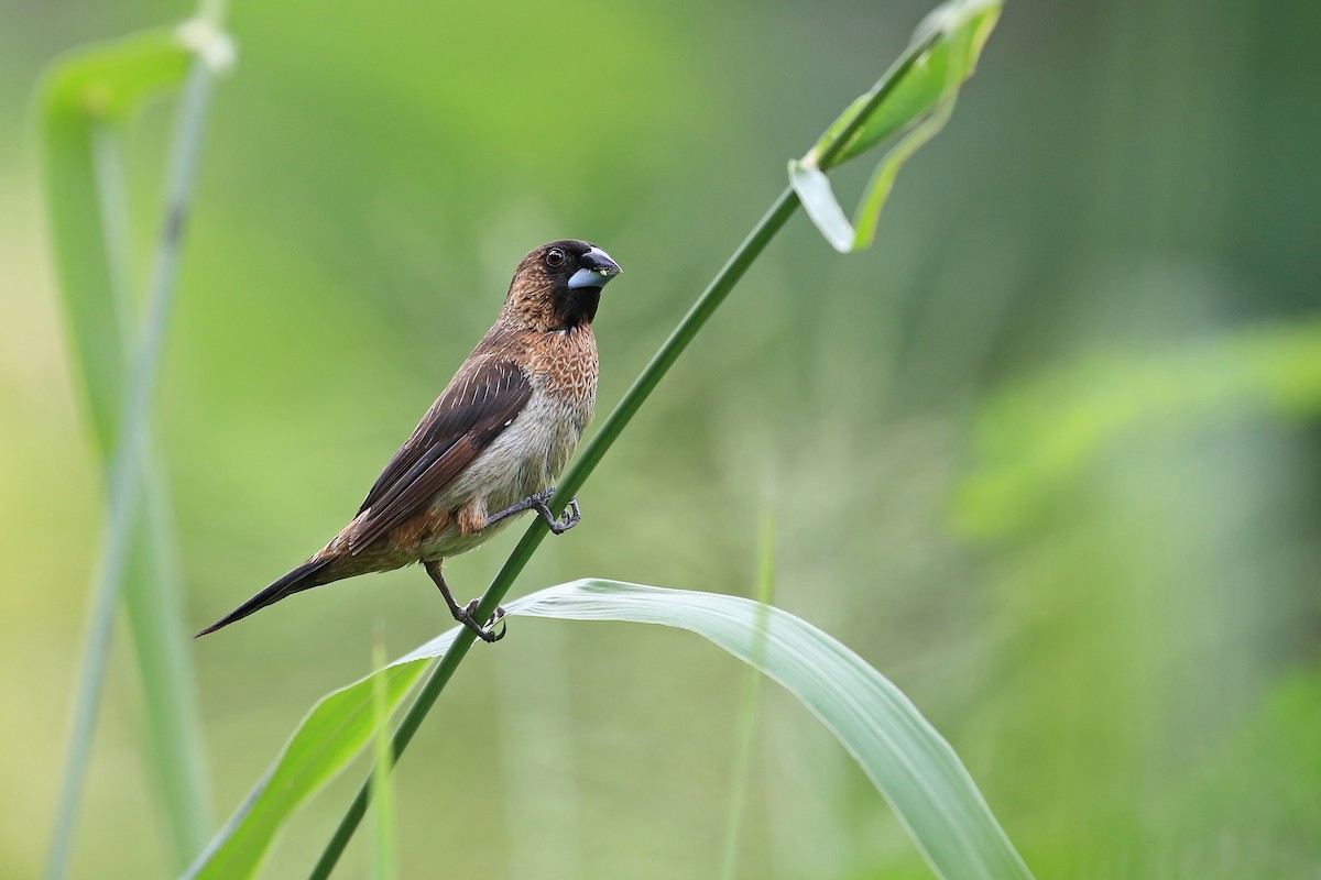 White-rumped Munia - ML205620641