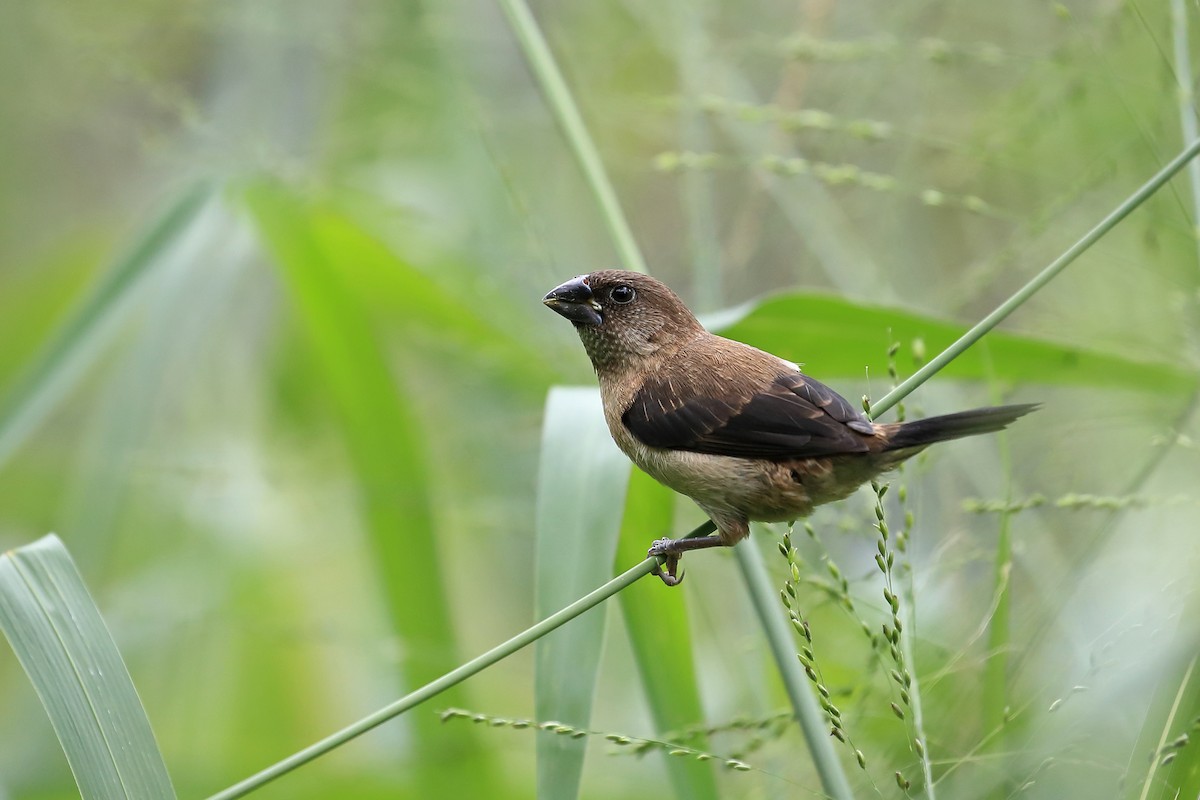 White-rumped Munia - ML205620651