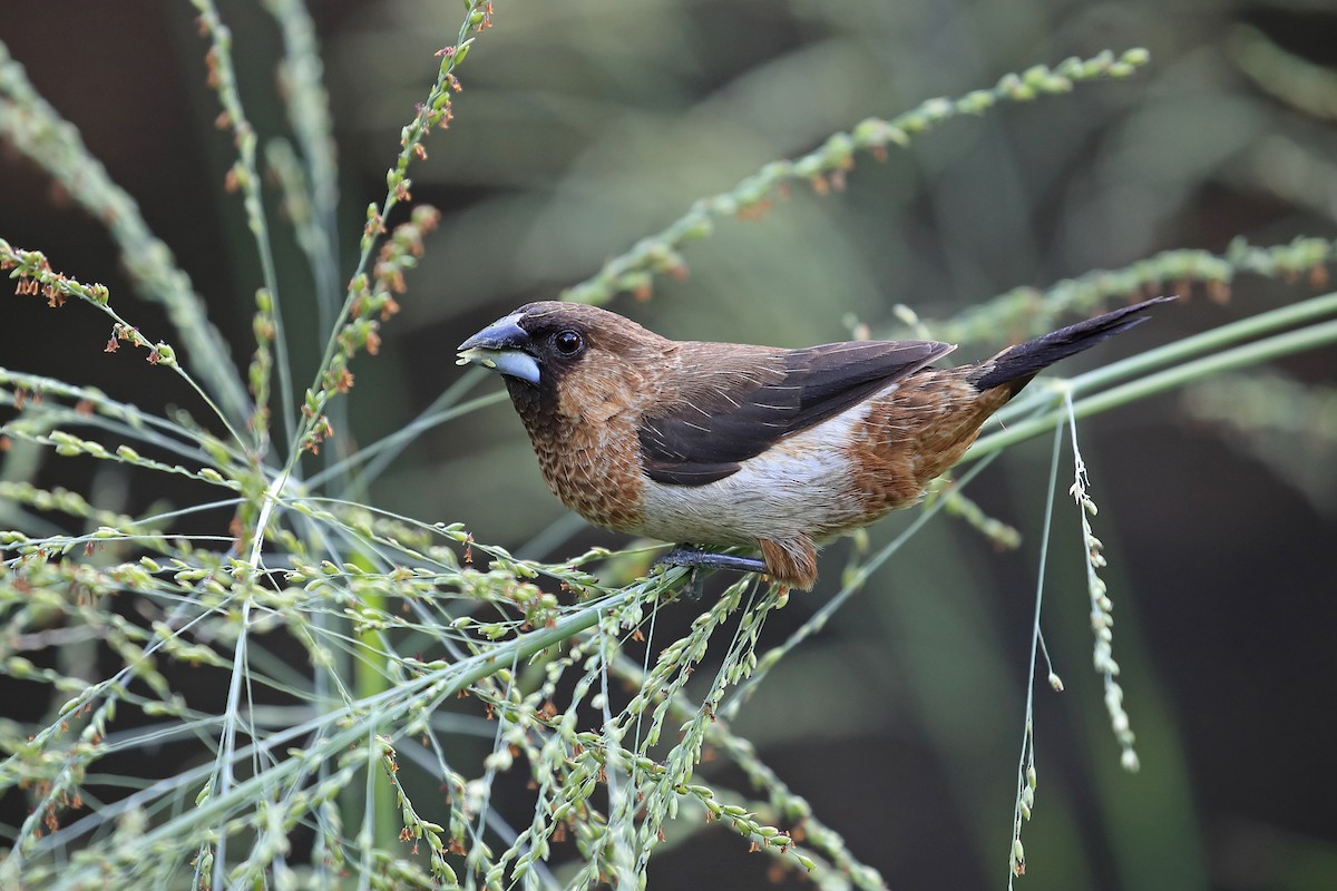 White-rumped Munia - Chun Fai LO