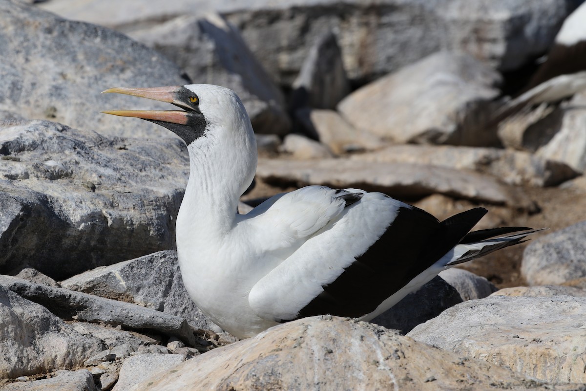 Nazca Booby - Richard Greenhalgh