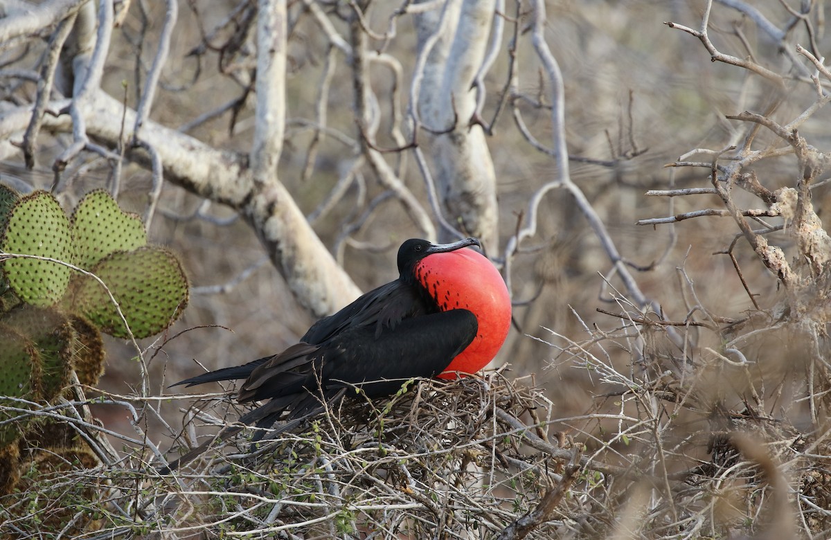Magnificent Frigatebird - Richard Greenhalgh