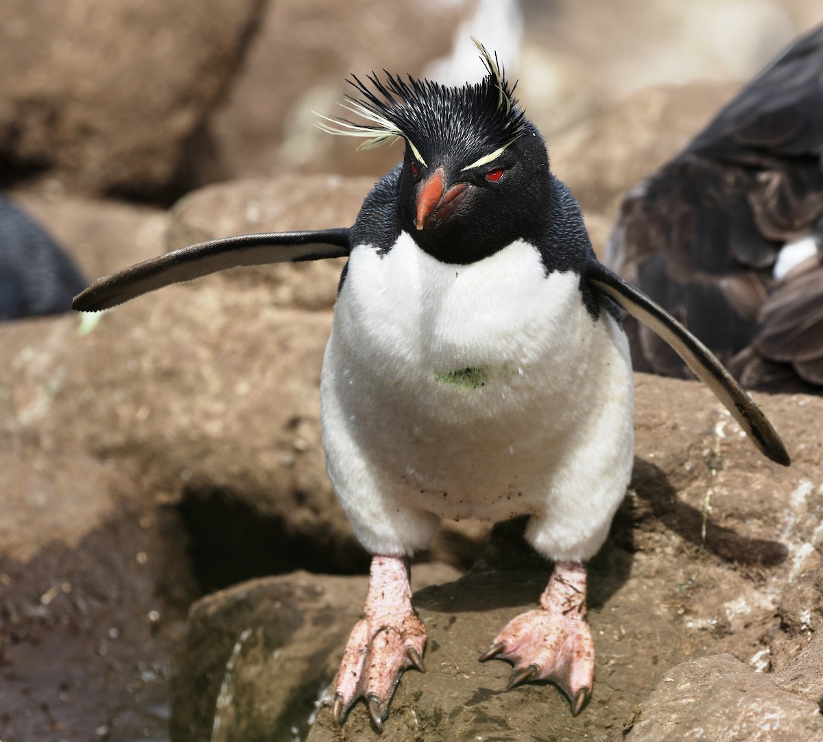 Pingüino Saltarrocas Meridional (chrysocome) - ML205621451